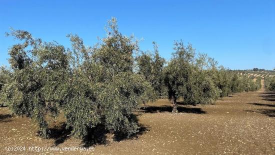 Olivar Intensivo - CORDOBA