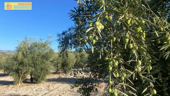 Olivar intensivo en buena ubicación - CORDOBA