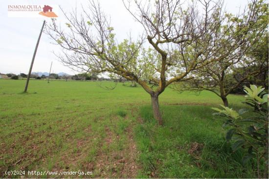 SE VENDE ESPECTACULAR FINCA RUSTICA - BALEARES