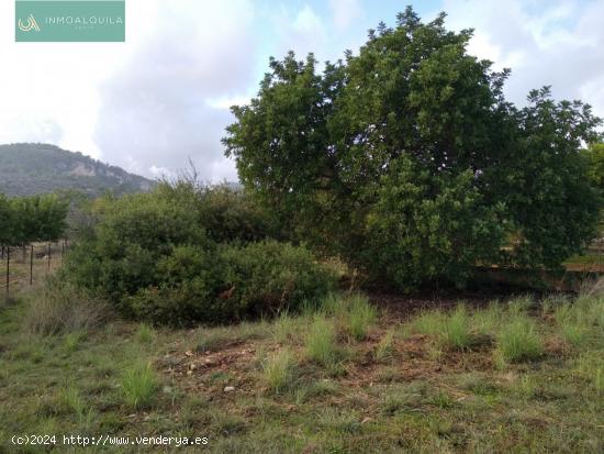 TERRENO RÚSTICO EN LLOSETA - BALEARES