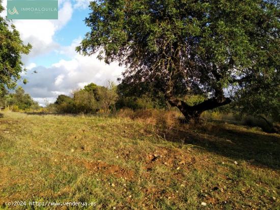 TERRENO R´´USTICO EN LLOSETA - BALEARES