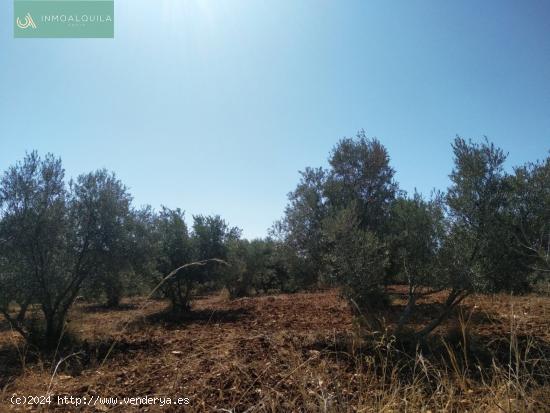 TERRENO RÚSTICO EN SELVA - BALEARES