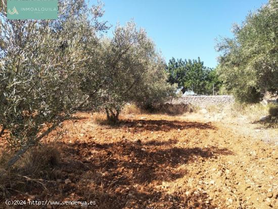 TERRENO RÚSTICO EN SELVA - BALEARES