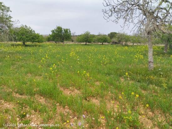 Finca rústica en Ariany - BALEARES