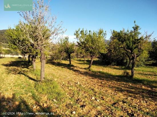  FINCA RÚSTICA TÉRMINO LLOSETA CON CONTADOR LUZ Y AGUA - BALEARES 