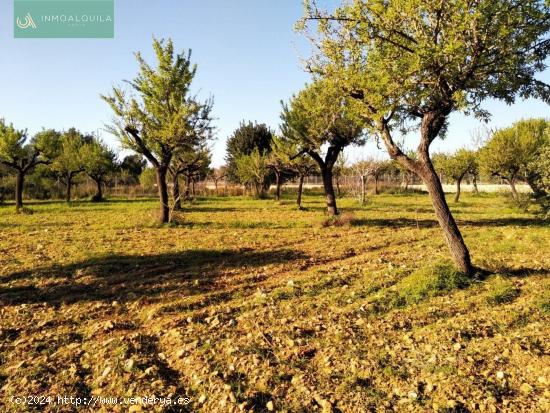 FINCA RÚSTICA TÉRMINO LLOSETA CON CONTADOR LUZ Y AGUA - BALEARES