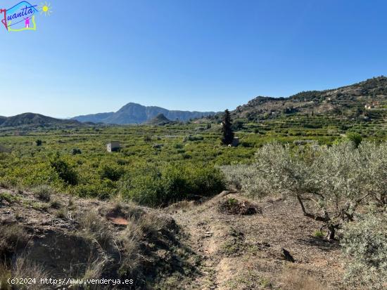 TERRENO CON RIEGO DE GOTEO EN LA SIERRA DE RICOTE - MURCIA