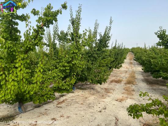 FINCA DE FRUTALES REGADIO EN TERMINO DE ALGUAZAS / CEUTI - MURCIA