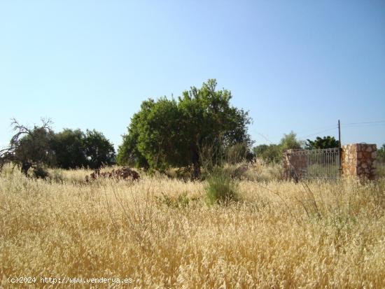  ¡Atención! Parcela rústica para construir unifamiliar de 135 m2 con piscina - BALEARES 