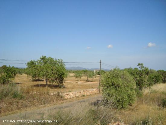 ¡Atención! Parcela rústica para construir unifamiliar de 135 m2 con piscina - BALEARES