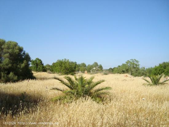 ¡Atención! Parcela rústica para construir unifamiliar de 135 m2 con piscina - BALEARES