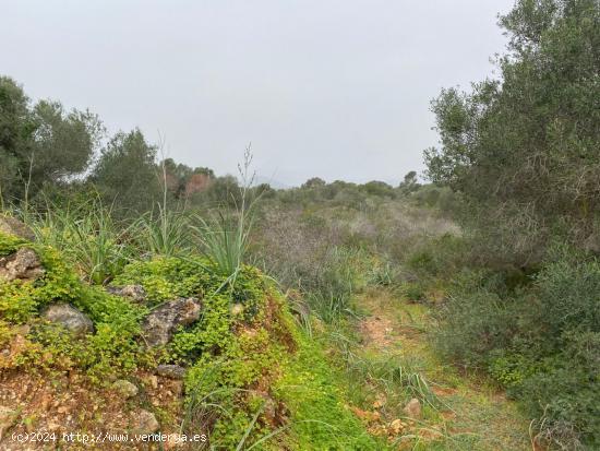 Porto Colom con vistas al mar, finca edificable - BALEARES