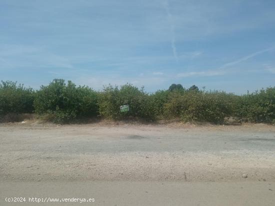 Parcela plantada de limoneros - MURCIA