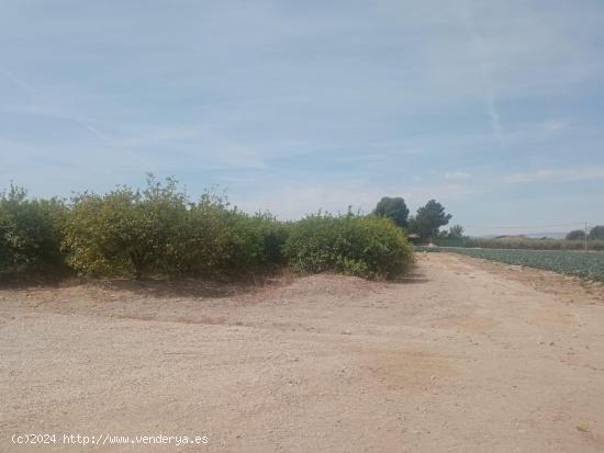 Parcela plantada de limoneros - MURCIA