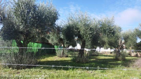 Estupenda parcela urbana en el centro de Aldea del Cano - CACERES