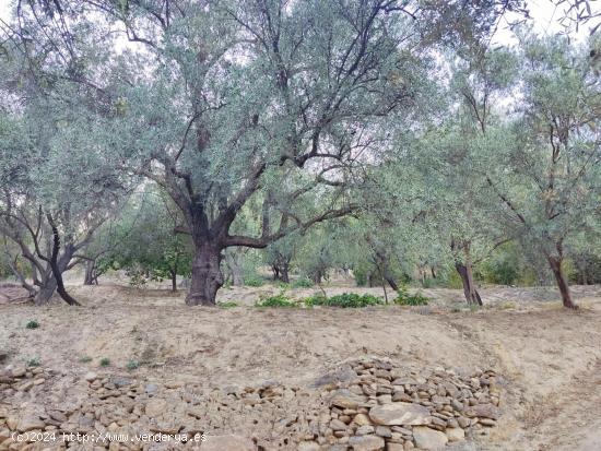  Descubre un Paraíso Natural en Esta Encantadora Finca con Vistas al Pantano de Beznar - GRANADA 