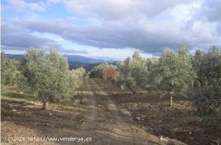 FINCA RÚSTICA - MALAGA