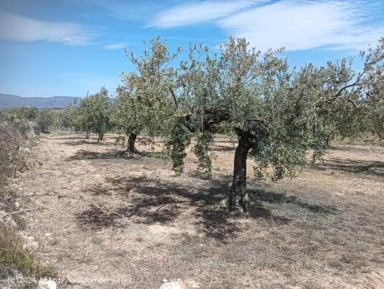 TERRENO AGRICOLA EN ARBOÇ - TARRAGONA