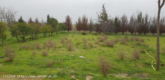 FINCA DE REGADÍO EN VENTA - MADRID