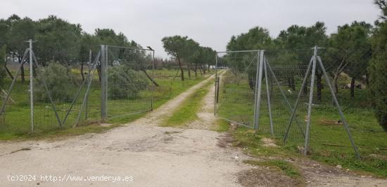 FINCA DE REGADÍO EN VENTA - MADRID