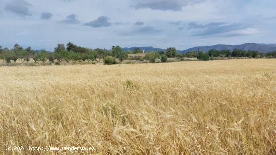  Terreno de 7.282 m2 con posibilidades de agua en Marraxinet - BALEARES 