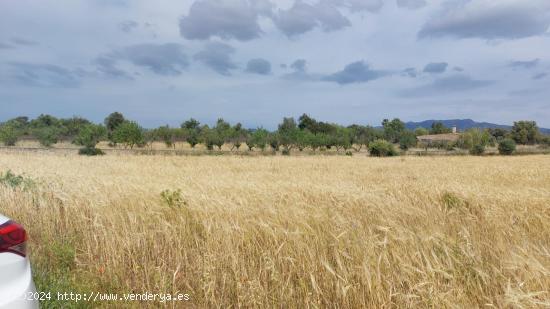 Terreno de 7.282 m2 con posibilidades de agua en Marraxinet - BALEARES