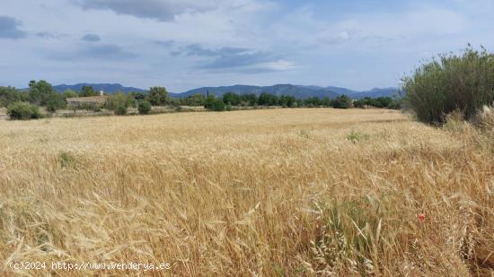 Terreno de 7.282 m2 con posibilidades de agua en Marraxinet - BALEARES