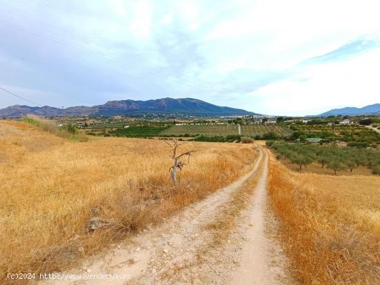  FINCA RUSTIVA CERCA DE CÁRTAMA. - MALAGA 