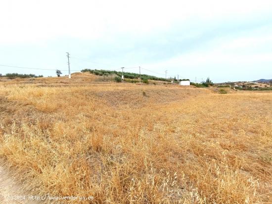 FINCA RUSTIVA CERCA DE CÁRTAMA. - MALAGA