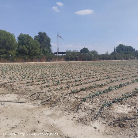 Terreno Agrario - Lébor, Totana - MURCIA