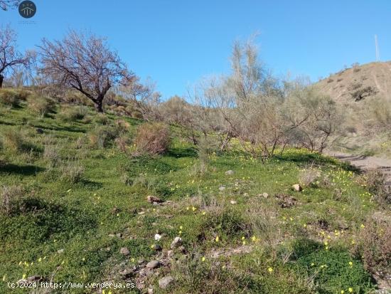  Se vende terreno agrario en Vélez-Málaga - MALAGA 