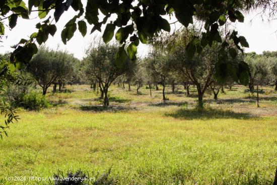 Casa de campo con almazara y 500 olivos - BALEARES