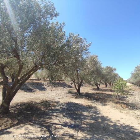 SE VENDEN 13.000 M2 DE TERRENO - ALMERIA