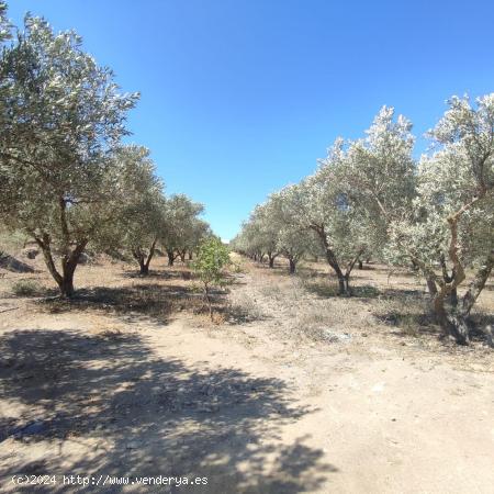 SE VENDEN 13.000 M2 DE TERRENO - ALMERIA