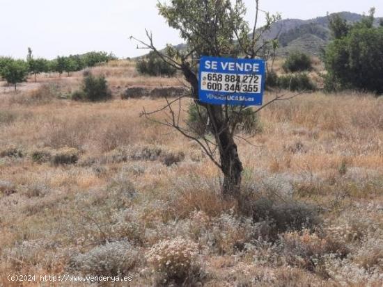  Terreno en la Alquebla - ALICANTE 