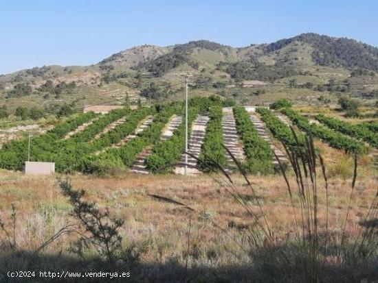 Terreno en la Alquebla - ALICANTE