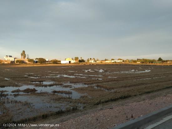 Finca de arroz de 13.140 m2, ( 6 jornales) en plena producción - TARRAGONA