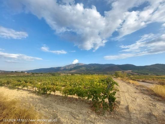 FINCA DE VIÑAS LAUJAR DE ANDARAX - ALMERIA