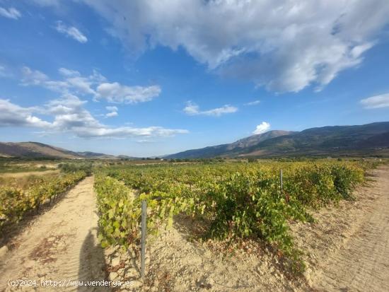 FINCA DE VIÑAS LAUJAR DE ANDARAX - ALMERIA