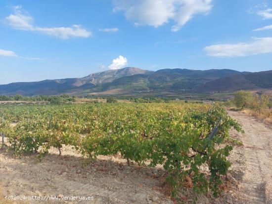 FINCA DE VIÑAS LAUJAR DE ANDARAX - ALMERIA