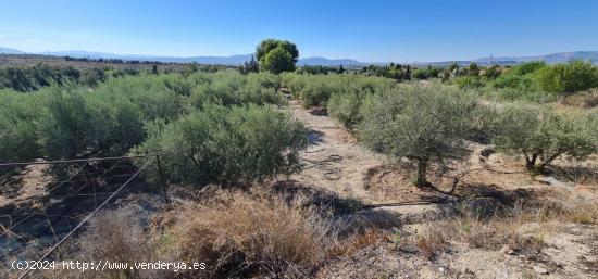 ++Terreno no urbano en Molina de Segura zona El romeral++, 1500 m - MURCIA