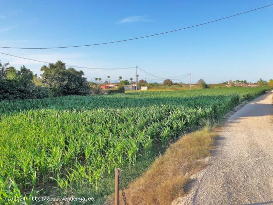 FINCA RÚSTICA EN DOLORES - ALICANTE - ALICANTE