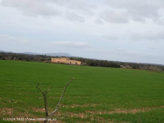  Cinco terrenos independientes para construir 5 chalets - BALEARES 