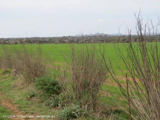 Cinco terrenos independientes para construir 5 chalets - BALEARES