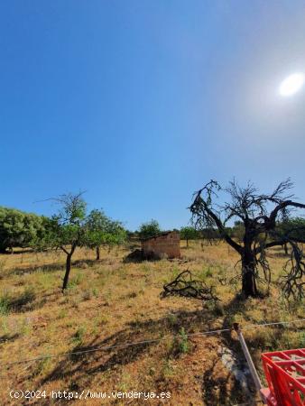 Dos fincas, segregadas y cada una edificable. - BALEARES