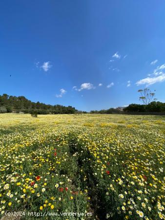  Solar en zona Son Negre - BALEARES 