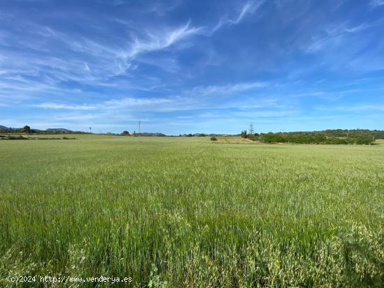  Terreno rustico en una de las mejores zonas. - BALEARES 