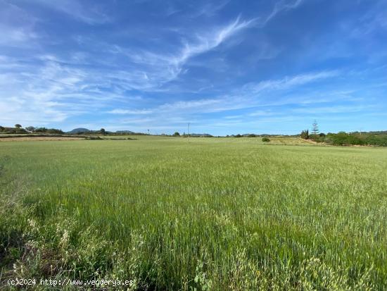 Terreno rustico en una de las mejores zonas. - BALEARES