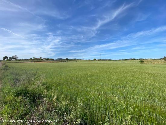 Terreno rustico en una de las mejores zonas. - BALEARES