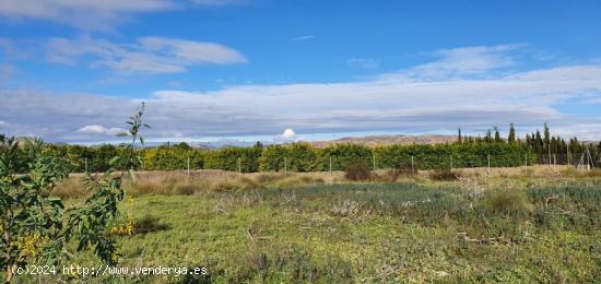 Terreno rustico en La Loma, LIBRILLA - MURCIA